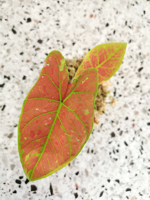 Caladium valentina