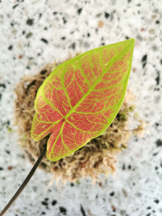 Caladium valentina