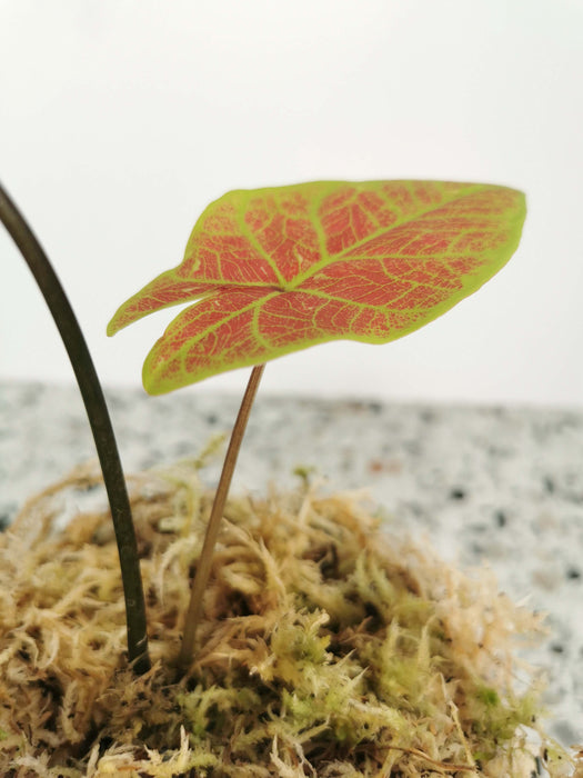Caladium valentina