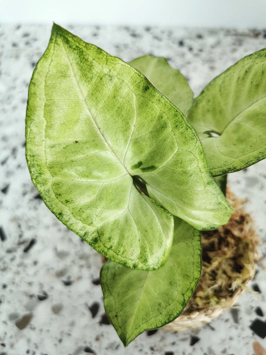 Syngonium white butterfly