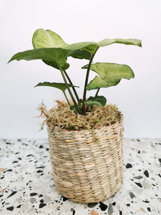 Syngonium white butterfly