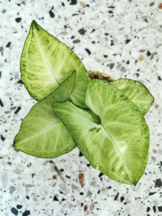 Syngonium white butterfly