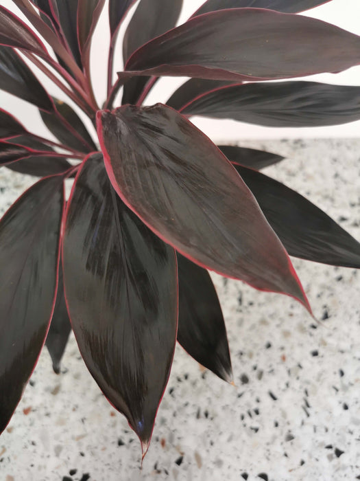 Cordyline tango purple