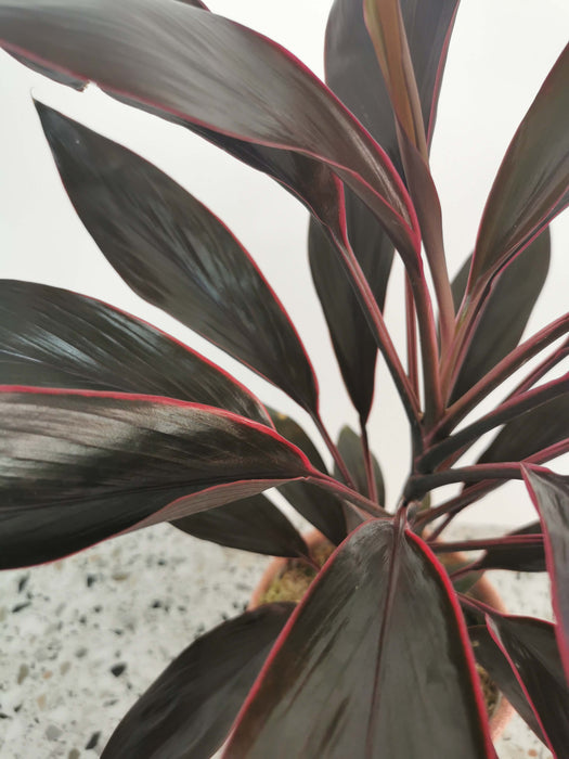 Cordyline tango purple