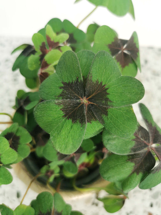 Oxalis iron cross