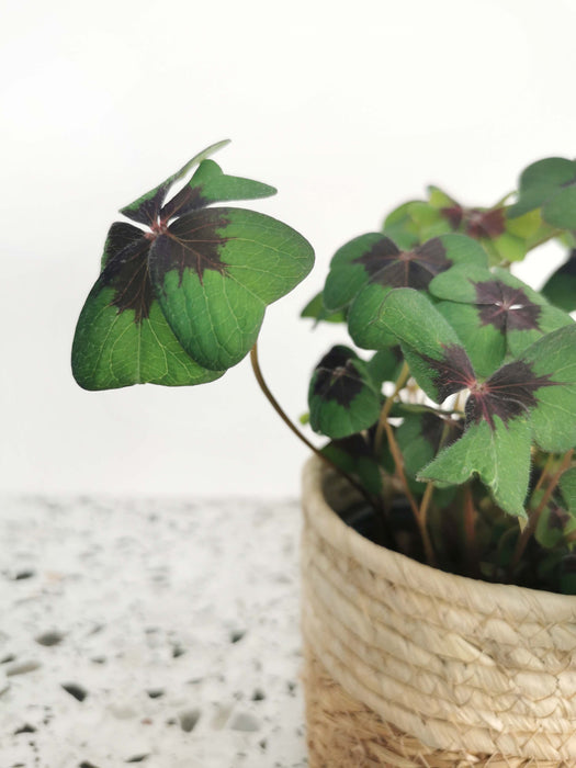 Oxalis iron cross