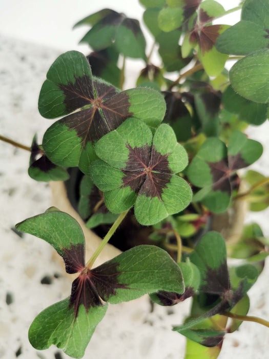 Oxalis iron cross