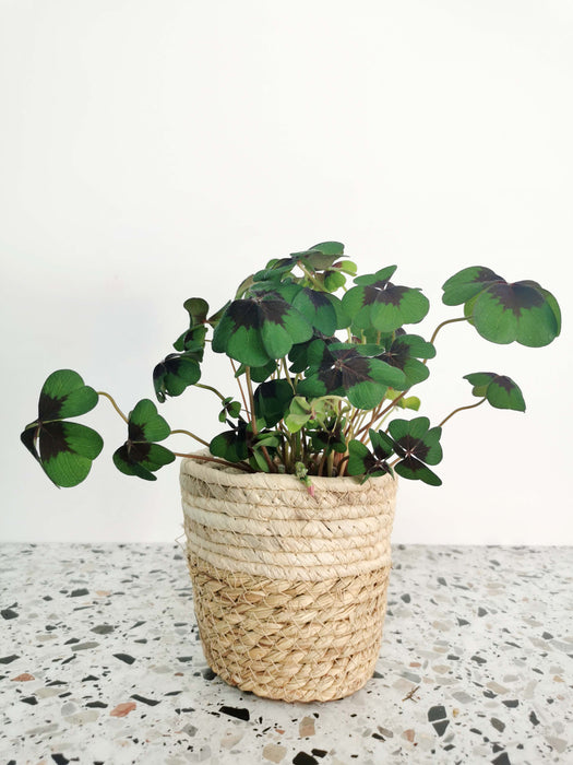 Oxalis iron cross