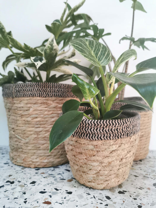 Cache-pot osier - tressage chevron