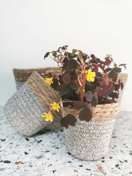 Cache-pot - tressage marron