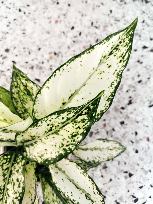Aglaonema white kiwi