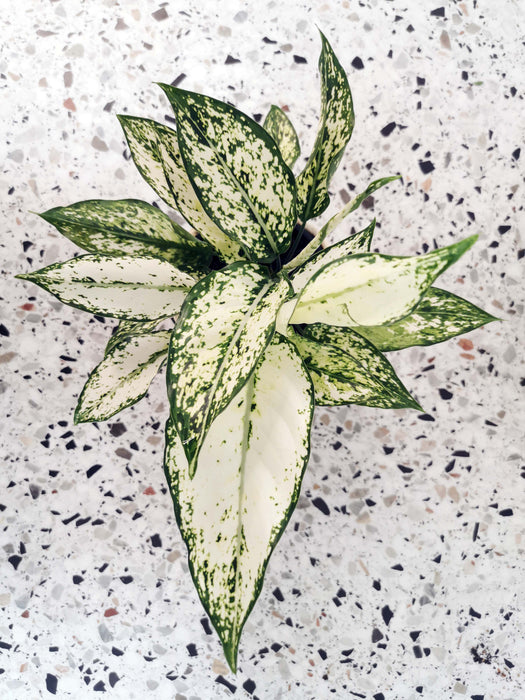 Aglaonema white kiwi