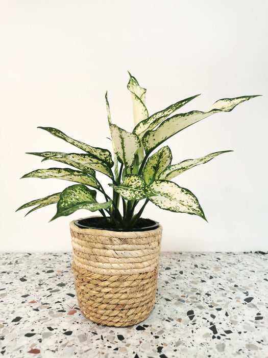 Aglaonema white kiwi