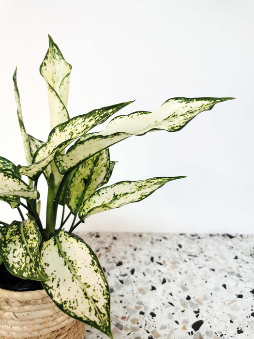 Aglaonema white kiwi