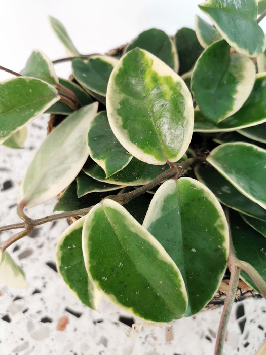 Hoya krimson queen