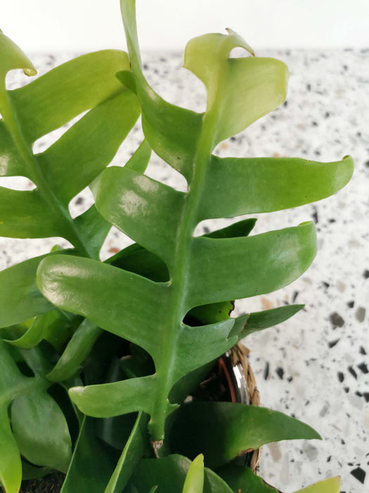 Epiphyllum chrysocardium