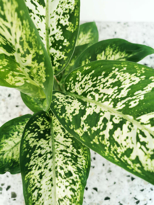 Dieffenbachia compacta