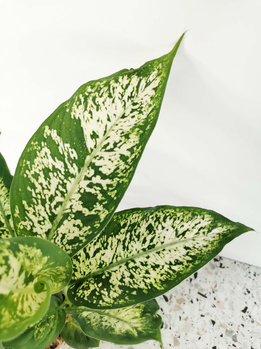 Dieffenbachia compacta