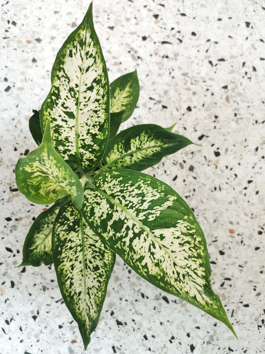 Dieffenbachia compacta