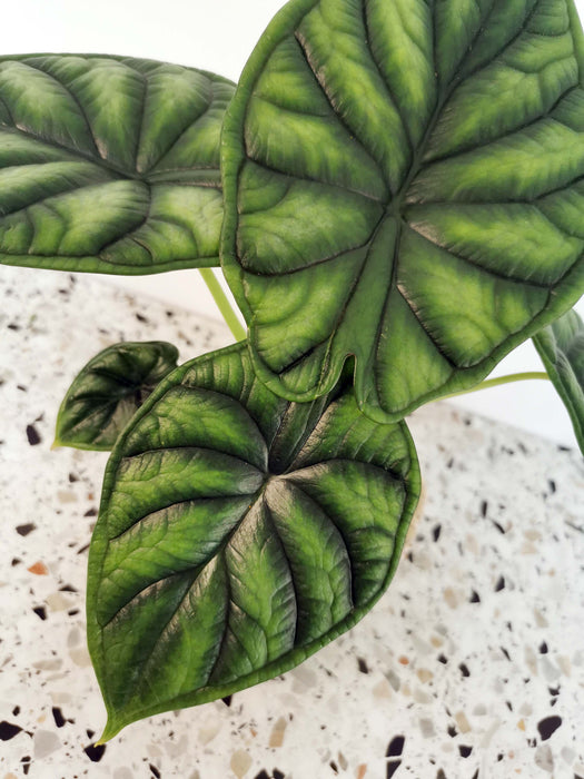 Alocasia dragon scale - medium