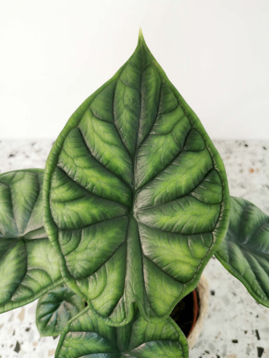 Alocasia dragon scale - medium