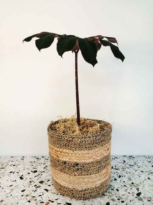 Amorphophallus atroviridis