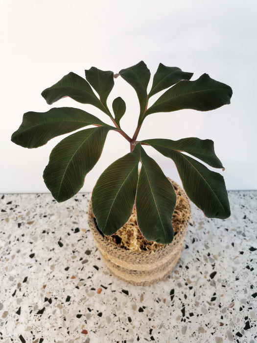 Amorphophallus atroviridis