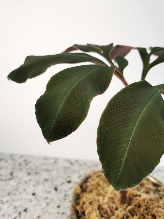 Amorphophallus atroviridis