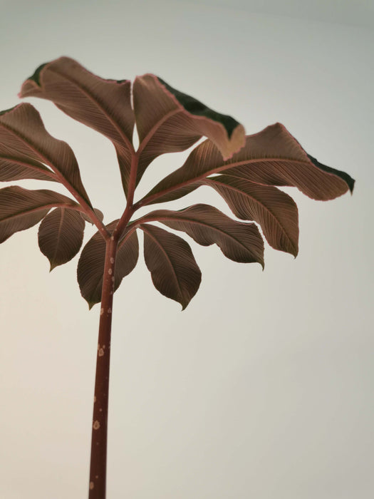 Amorphophallus atroviridis
