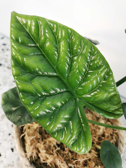 Alocasia sinuata