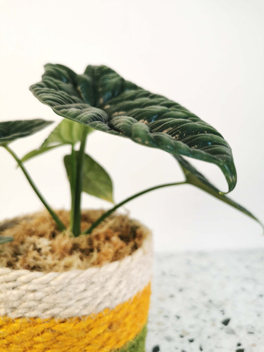 Alocasia sinuata