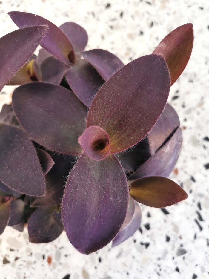 Tradescantia