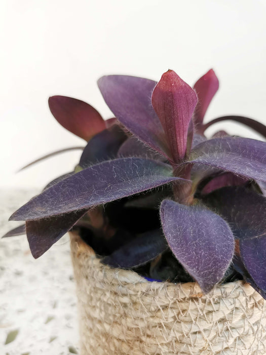 Tradescantia pallida