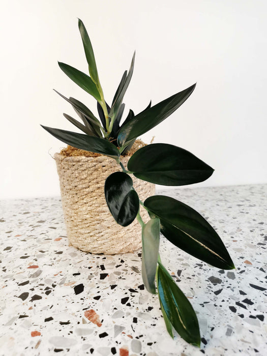 Scindapsus treubii dark form
