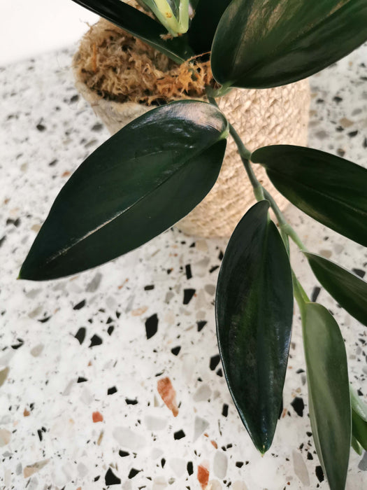 Scindapsus treubii dark form