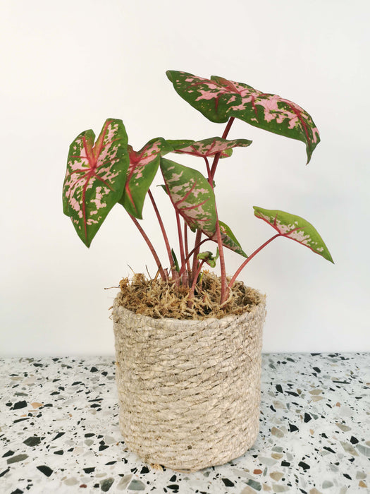 Caladium carolyn whorton