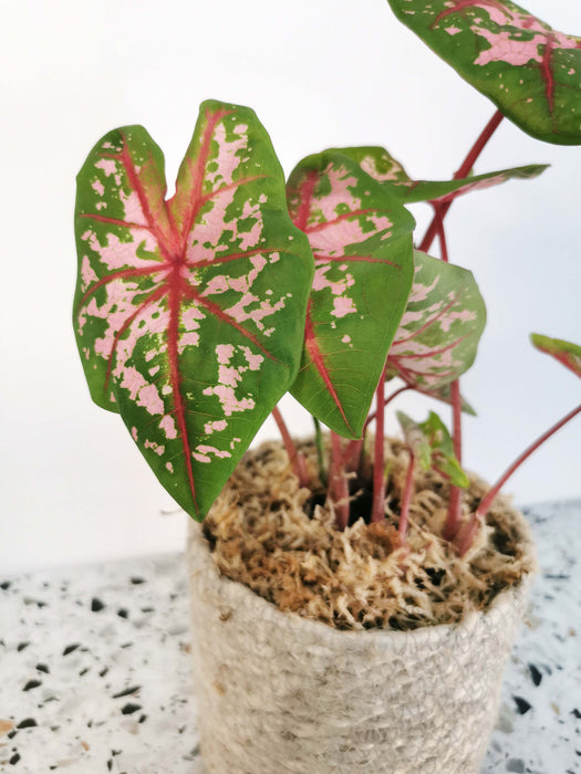 Caladium carolyn whorton