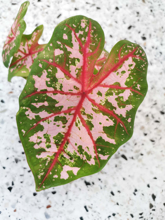 Caladium carolyn whorton