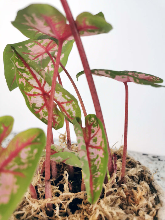 Caladium carolyn whorton
