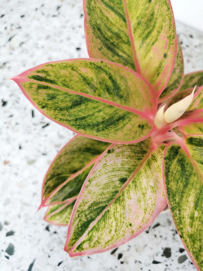 Aglaonema