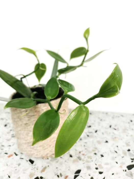 Vanilla planifolia