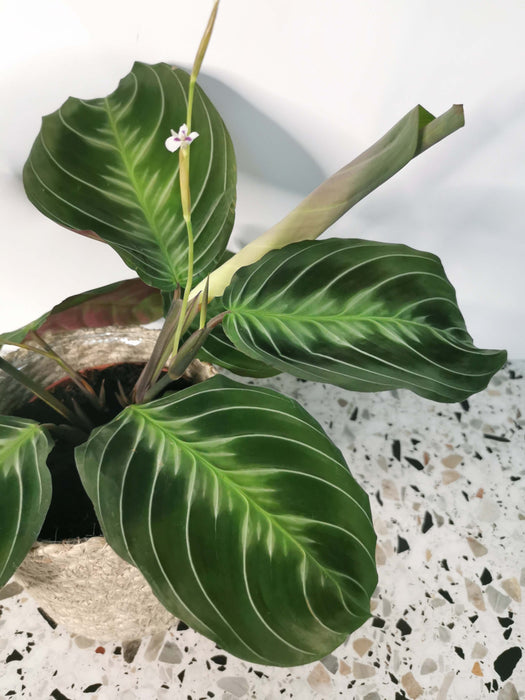 Maranta cat moustache
