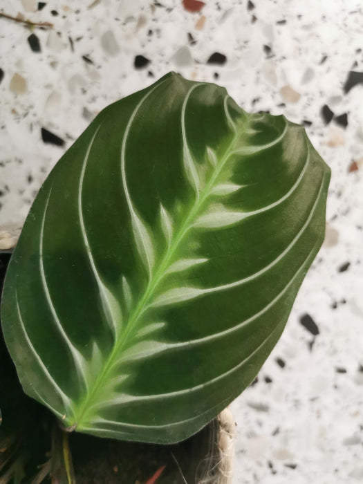 Maranta cat moustache