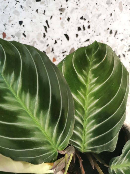 Maranta cat moustache