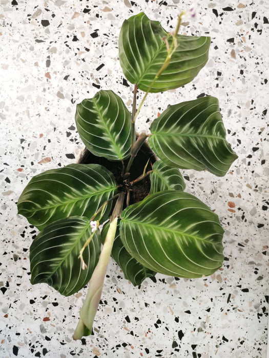 Maranta cat moustache