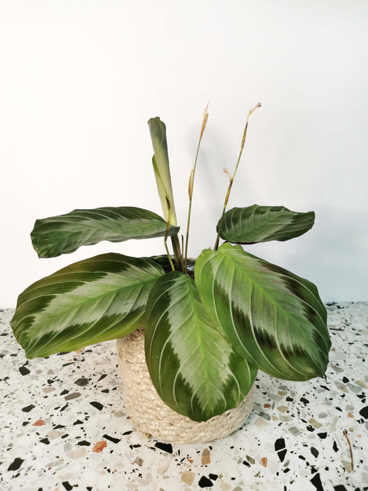 Maranta silver band