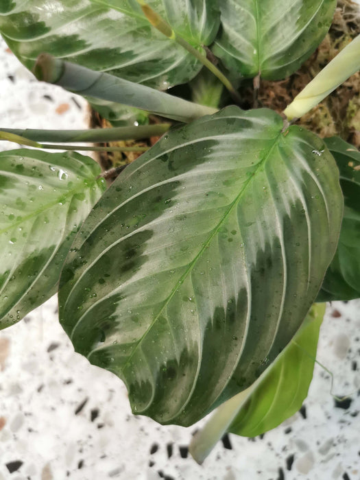 Maranta silver band