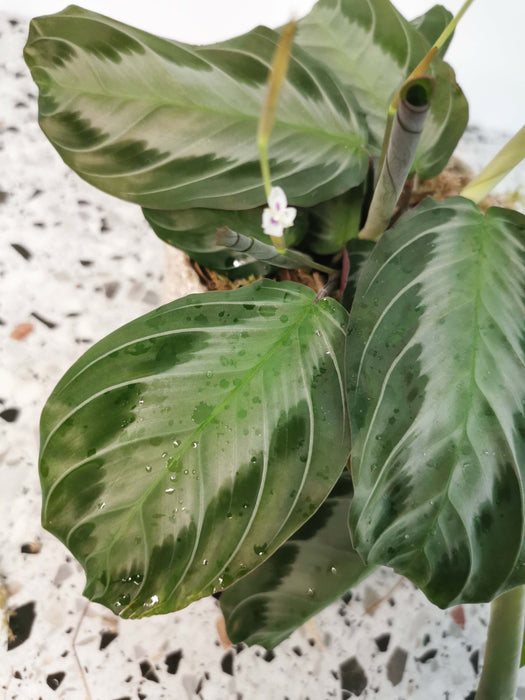 Maranta silver band