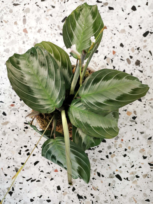 Maranta silver band