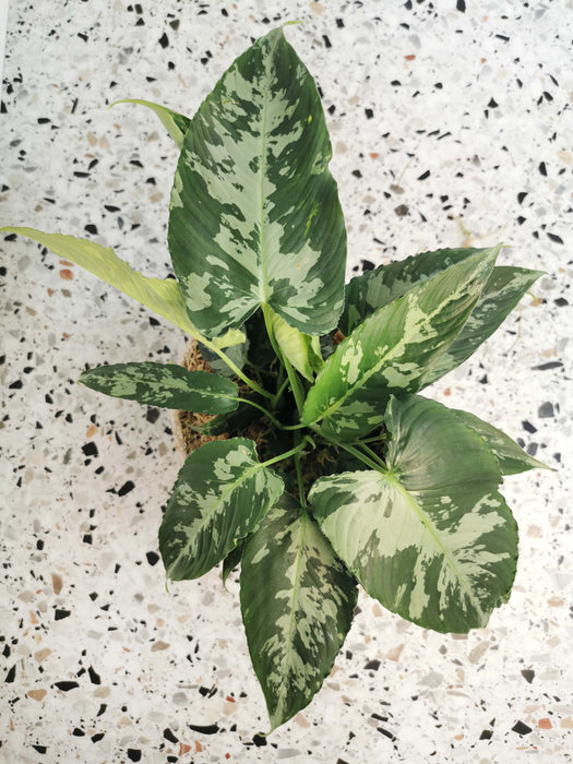 Schismatoglottis pusilla (large)